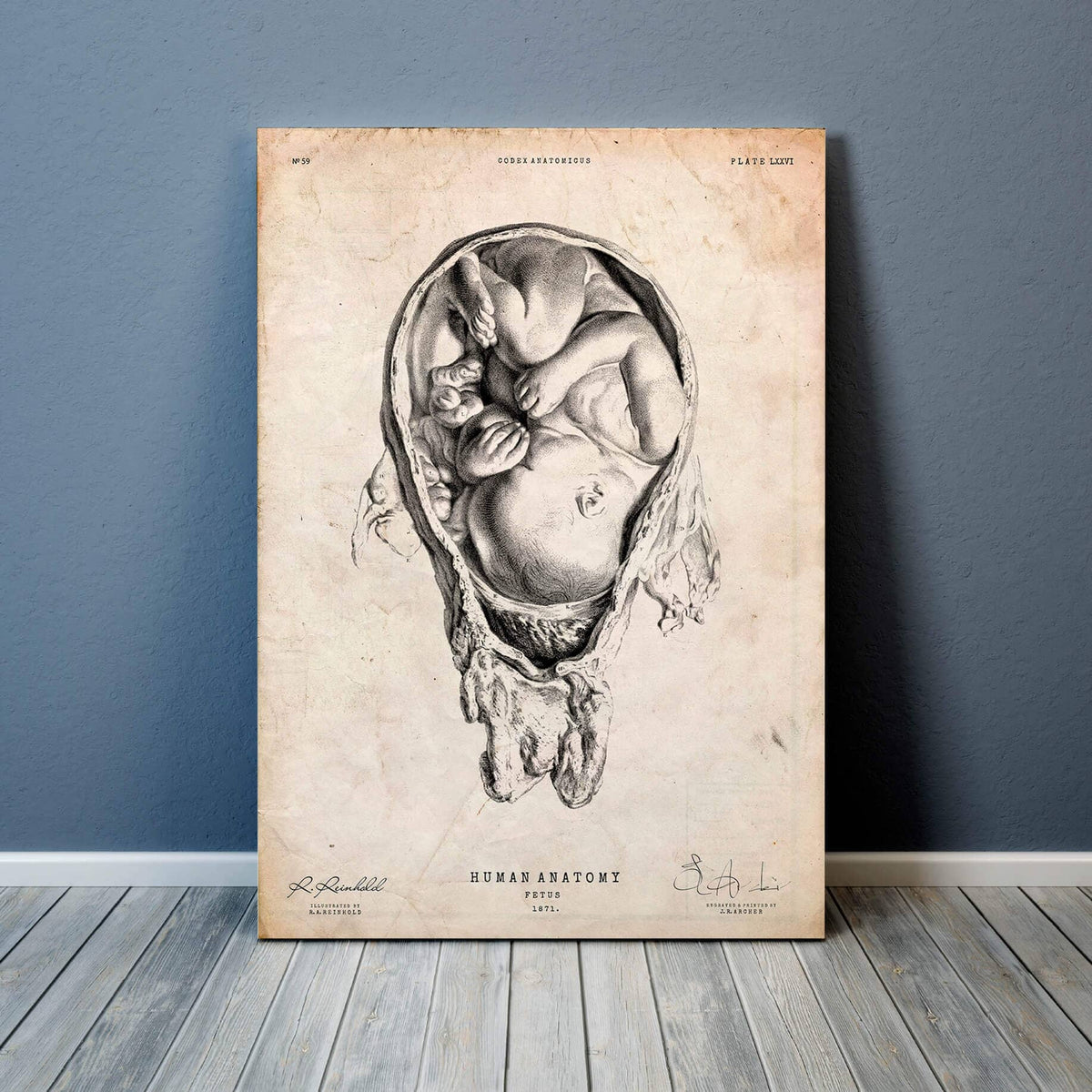 Bestsellers Watercolor Anatomy Art Set of 3 - Codex Anatomicus
