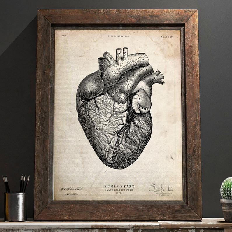 Poster vintage di anatomia Schreibers Anatomische Wandtafeln