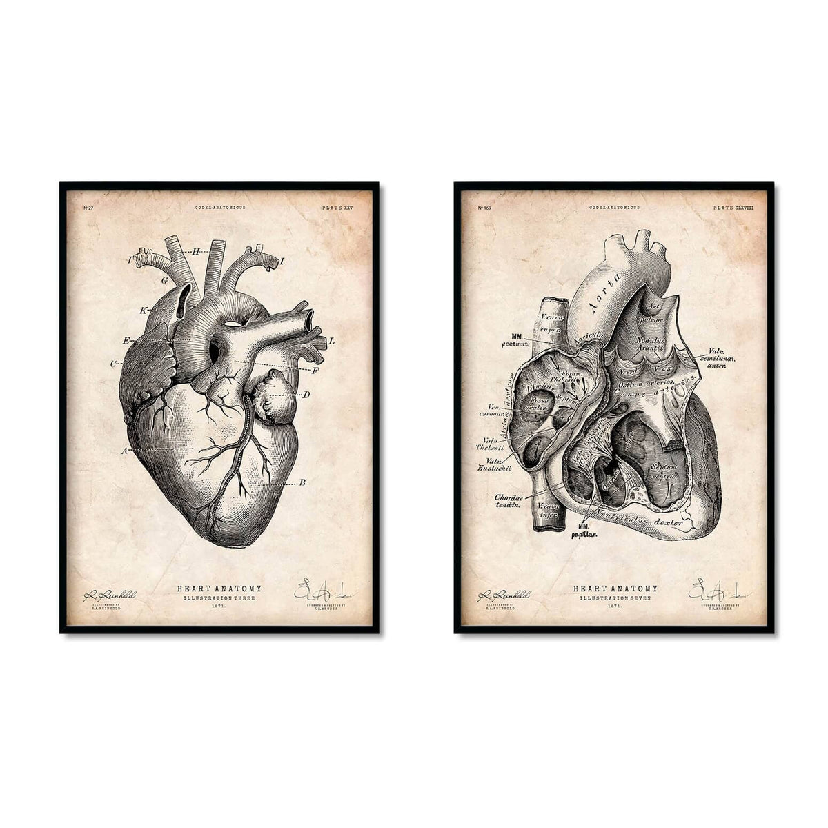 Vintage Heart Anatomy Set Of 5 Codex Anatomicus 6845