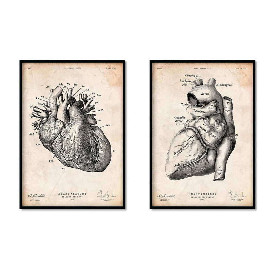Vintage Heart anatomy - Set of 5