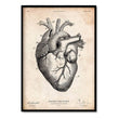 Load image into Gallery viewer, heart anatomy art print in vintage style by codex anatomicus