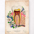 Load image into Gallery viewer, Antique tooth anatomy poster