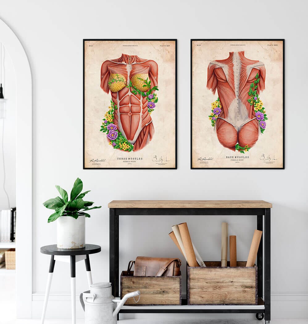 Female Chest And Abdominal Muslces Canvas Print / Canvas Art by