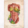 Load image into Gallery viewer, Female anatomy art