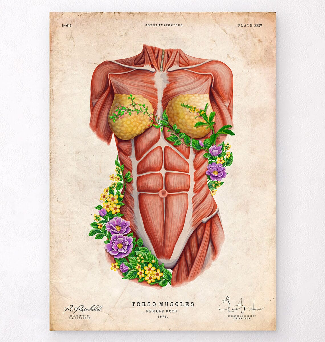 Female Torso Muscles Anatomy Art Codex Anatomicus 1195