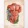 Laden Sie das Bild in den Galerie-Viewer, Male anatomy muscles
