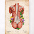 Load image into Gallery viewer, Vintage back muscles poster