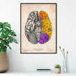 Charger l'image dans la galerie, Brain anatomy poster