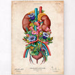 Load image into Gallery viewer, Vintage urinary system anatomy poster