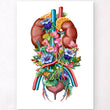 Load image into Gallery viewer, Urinary system anatomy poster