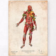 Load image into Gallery viewer, Vintage anatomy poster - Muscles