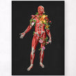 Load image into Gallery viewer, Muscles anatomy front