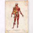 Load image into Gallery viewer, Back muscles anatomy poster
