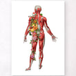 Laden Sie das Bild in den Galerie-Viewer, Muscles anatomy poster