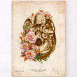 Laden Sie das Bild in den Galerie-Viewer, Poster of skull anatomy inferior view