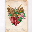 Load image into Gallery viewer, Prostate anatomy poster