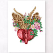 Laden Sie das Bild in den Galerie-Viewer, Prostate anatomy art print