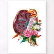 Load image into Gallery viewer, Placenta anatomy poster