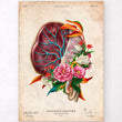 Load image into Gallery viewer, Placenta vintage anatomy poster