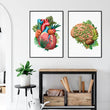 Laden Sie das Bild in den Galerie-Viewer, Brain and heart anatomy posters