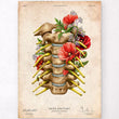 Load image into Gallery viewer, Cervical spinal nerves anatomy