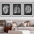 Load image into Gallery viewer, anatomy art print set consisting of heart anatomy poster, brain anatomy poster and lungs anatomy poster in chalkboard style. they are framed on the wall decorating a living room