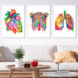 Load image into Gallery viewer, watercolor anatomy art print set in white frames featuring heart anatomy, rib cage anatomy and lungs anatomy by codex anatomicus