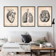 Load image into Gallery viewer, an anatomy art set of 3 prints in old medical book vintage style, consisting of framed art print of the heart, bran and lungs that are handing on the wall decorating a general medical practice waiting room