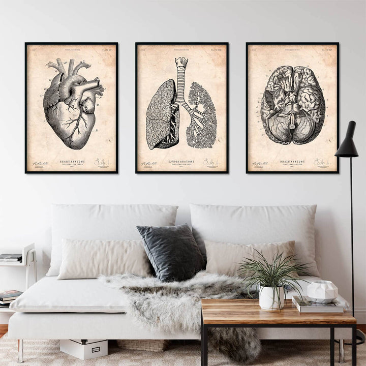 an anatomy art set of 3 prints in old medical book vintage style, consisting of framed art print of the heart, bran and lungs that are handing on the wall decorating a general medical practice waiting room