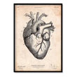 Load image into Gallery viewer, heart anatomy art print in vintage medical book style by codex anatomicus
