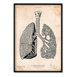 Load image into Gallery viewer, lungs anatomy art print in vintage medical book style by codex anatomicus