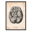 Load image into Gallery viewer, brain anatomy poster in vintage medical book style by codex anatomicus