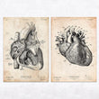 Load image into Gallery viewer, Vintage heart anatomy print
