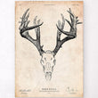 Laden Sie das Bild in den Galerie-Viewer, Deer skull poster