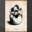 Laden Sie das Bild in den Galerie-Viewer, Human skull anatomy