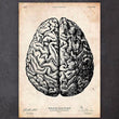 Laden Sie das Bild in den Galerie-Viewer, Brain anatomy drawing