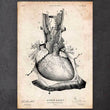 Charger l'image dans la galerie, Heart anatomy diagram