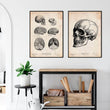 Charger l'image dans la galerie, Skull anatomy poster