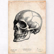 Charger l'image dans la galerie, Skull poster