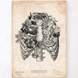 Laden Sie das Bild in den Galerie-Viewer, Rib cage anatomy art print