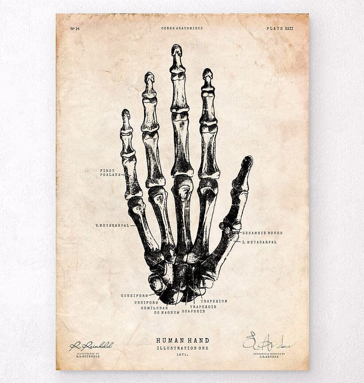 Human hand anatomy print
