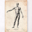 Laden Sie das Bild in den Galerie-Viewer, Human anatomy muscles chart