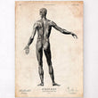 Laden Sie das Bild in den Galerie-Viewer, Full body human anatomy print II