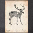 Laden Sie das Bild in den Galerie-Viewer, Deer anatomy poster