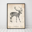Laden Sie das Bild in den Galerie-Viewer, Deer skeleton poster