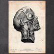 Laden Sie das Bild in den Galerie-Viewer, Head anatomy