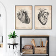 Charger l'image dans la galerie, Heart anatomy poster