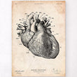 Charger l'image dans la galerie, Heart anatomy chart
