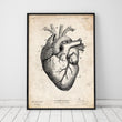Laden Sie das Bild in den Galerie-Viewer, vintage heart anatomy poster by codex anatomicus