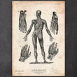 Laden Sie das Bild in den Galerie-Viewer, Human anatomy art